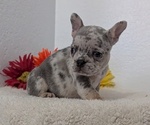 Small Photo #27 French Bulldog Puppy For Sale in GOSHEN, IN, USA