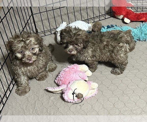 Medium Photo #5 Shih-Poo Puppy For Sale in GLOUCESTER, VA, USA
