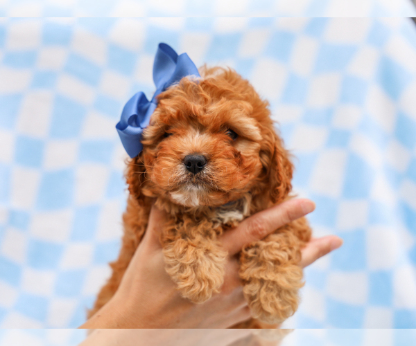 Medium Photo #3 Cavapoo (Miniature) Puppy For Sale in LIBERTY, KY, USA