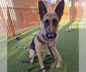German Shepherd Dog-Unknown Mix Dogs for adoption in Las Vegas, NV, USA