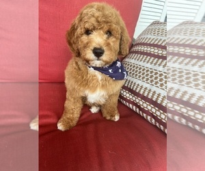 Goldendoodle (Miniature) Puppy for sale in RICHMOND, IL, USA