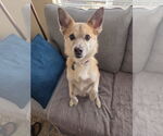 Small #3 Jack-A-Ranian