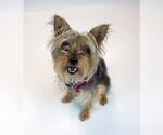 Small #5 Mutt