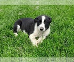 Puppy Checkers Shollie