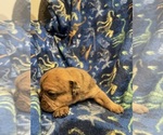 Small #8 Olde English Bulldogge