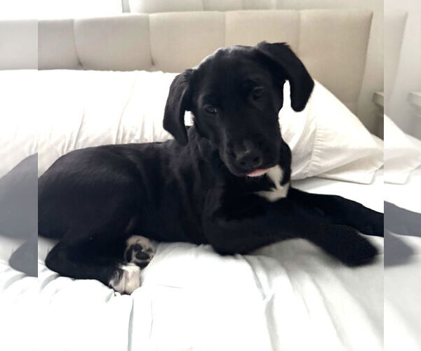 Medium Photo #2 Mutt Puppy For Sale in Cliffwood, NJ, USA