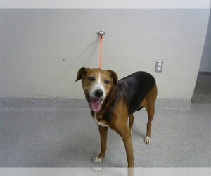 Harrier-Unknown Mix Dogs for adoption in Pasadena, TX, USA