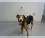 Small Harrier Mix