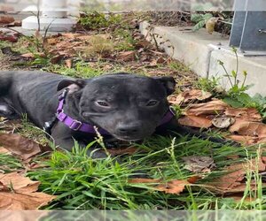 American Pit Bull Terrier-Unknown Mix Dogs for adoption in Alameda, CA, USA
