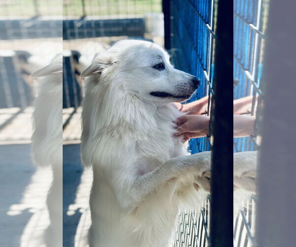 Medium Photo #2 Mutt Puppy For Sale in Waldron, AR, USA