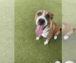 Small #1 American Staffordshire Terrier Mix