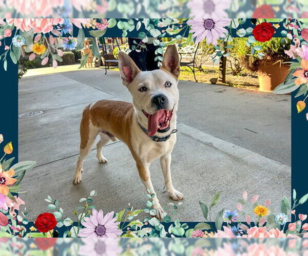 Medium Photo #3 American Pit Bull Terrier Puppy For Sale in Ojai, CA, USA