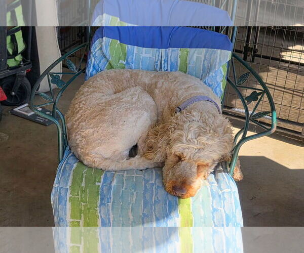 Medium Photo #4 Labradoodle Puppy For Sale in Clovis, CA, USA