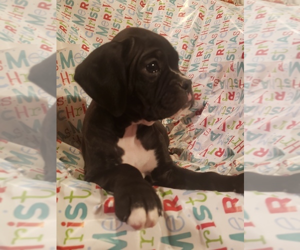 Medium Photo #2 Boxer Puppy For Sale in WASECA, MN, USA