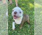 Small #6 Boston Terrier