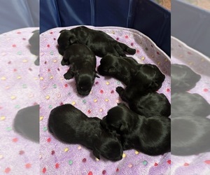 Scottish Terrier Litter for sale in CLINTON, TN, USA