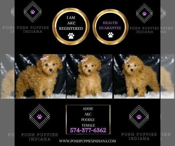Medium Photo #92 Poodle (Miniature) Puppy For Sale in WARSAW, IN, USA