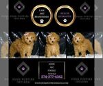 Small Photo #92 Poodle (Miniature) Puppy For Sale in WARSAW, IN, USA