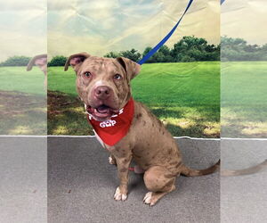 Bullypit Dogs for adoption in Euless, TX, USA