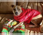 Small #2 American Pit Bull Terrier Mix