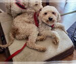 Small #5 Poodle (Miniature)