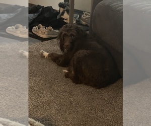Mother of the F2 Aussiedoodle puppies born on 12/19/2021
