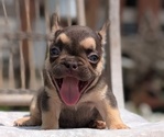 Small Photo #15 French Bulldog Puppy For Sale in GOSHEN, IN, USA