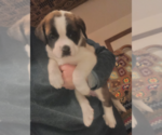 Small Photo #3 Saint Bernard Puppy For Sale in DIVIDE, CO, USA