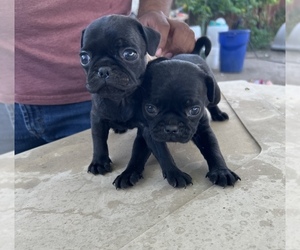 Pug Puppy for sale in PORTERVILLE, CA, USA