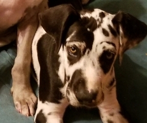 Great Dane Puppy for Sale in DAYTON, Pennsylvania USA