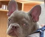 Small Photo #2 French Bulldog Puppy For Sale in JEFFERSON, GA, USA