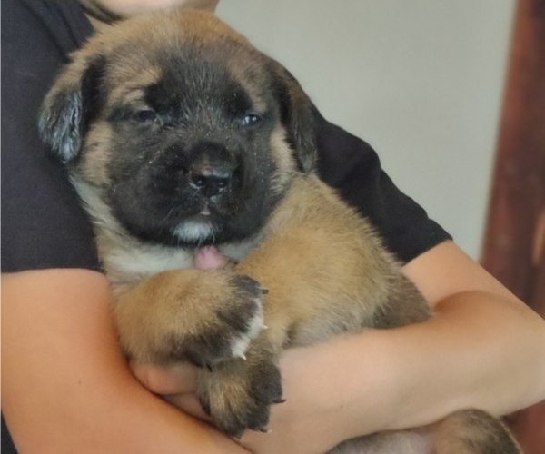 Medium Photo #5 Mastiff Puppy For Sale in ALVIN, TX, USA