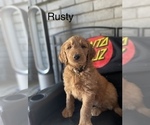 Small Photo #4 Goldendoodle Puppy For Sale in WOODLAND, CA, USA