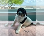 Puppy 5 Sugar Bernedoodle