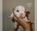 Puppy Ace French Bulldog