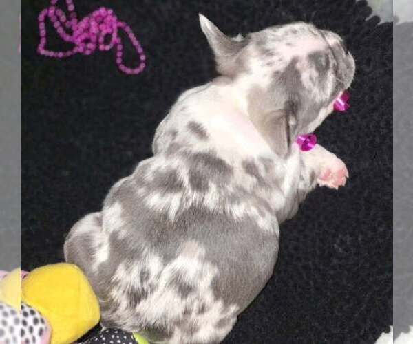 Medium Photo #1 French Bulldog Puppy For Sale in BOSTON, KY, USA