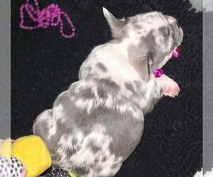 French Bulldog Puppy for sale in BOSTON, KY, USA