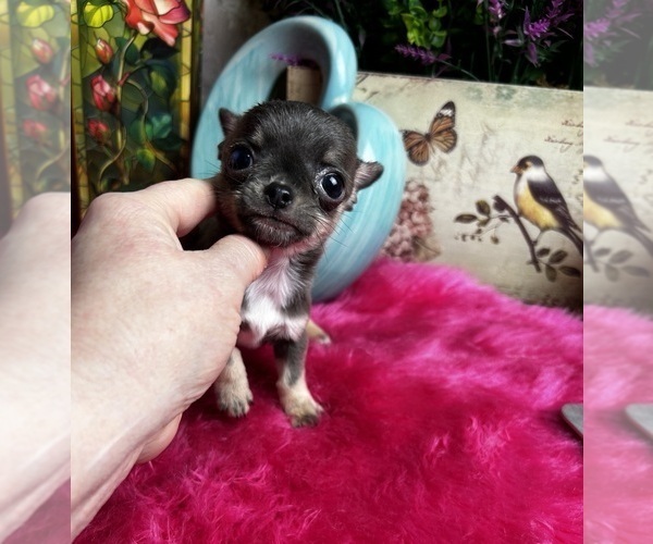 Medium Photo #4 Chihuahua Puppy For Sale in TRACY, CA, USA