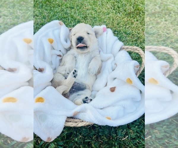 Medium Photo #4 Golden Retriever Puppy For Sale in INGLESIDE, TX, USA