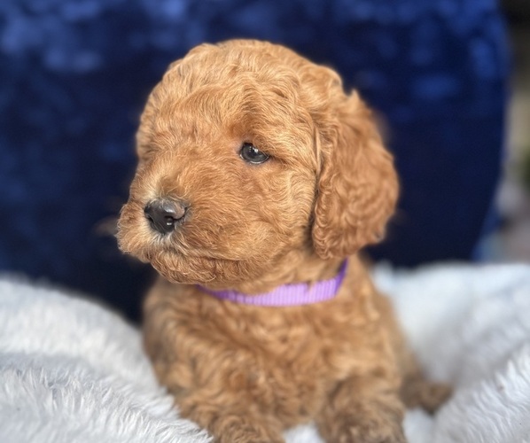 Medium Photo #41 Goldendoodle (Miniature) Puppy For Sale in SAN FERNANDO, CA, USA