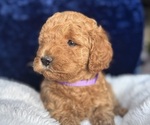 Small #11 Goldendoodle (Miniature)