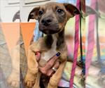 SOLAR - Male Mutt Dog for Adoption - Small photo