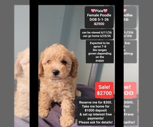 Poodle (Toy) Puppy for sale in TUCSON, AZ, USA