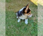 Small Photo #15 Pembroke Welsh Corgi Puppy For Sale in GRAHAM, WA, USA