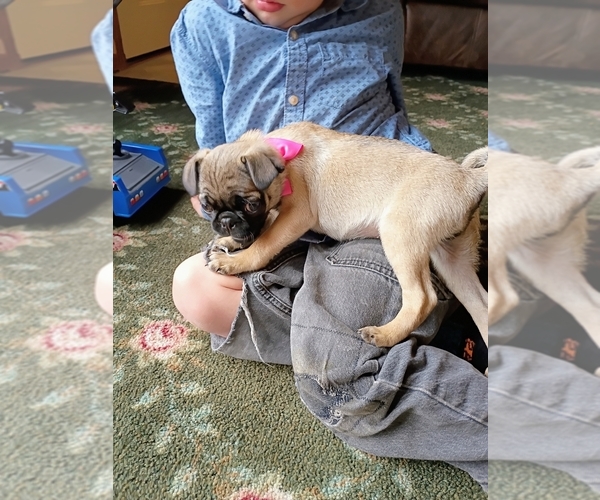 Medium Photo #5 Pug Puppy For Sale in SAINT PAUL, MN, USA