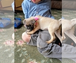 Small #4 Pug