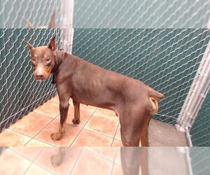 Doberman Pinscher Dogs for adoption in Downey, CA, USA