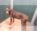 LOKI - Male Doberman Pinscher Dog for Adoption - Small photo