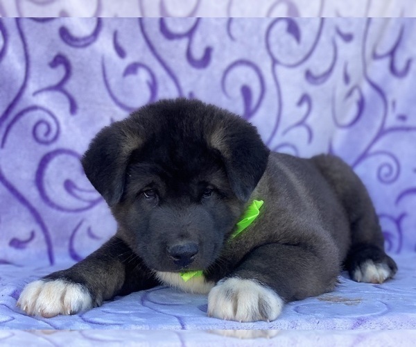 Medium Photo #3 Akita Puppy For Sale in LANCASTER, PA, USA