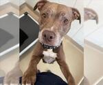 Small #1 American Pit Bull Terrier